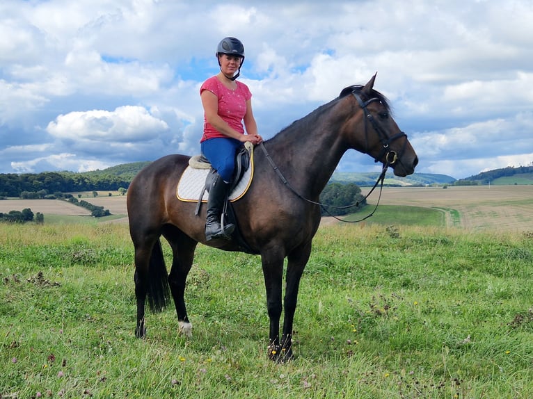 Andere Rassen Mix Merrie 5 Jaar 168 cm Donkerbruin in Schimberg