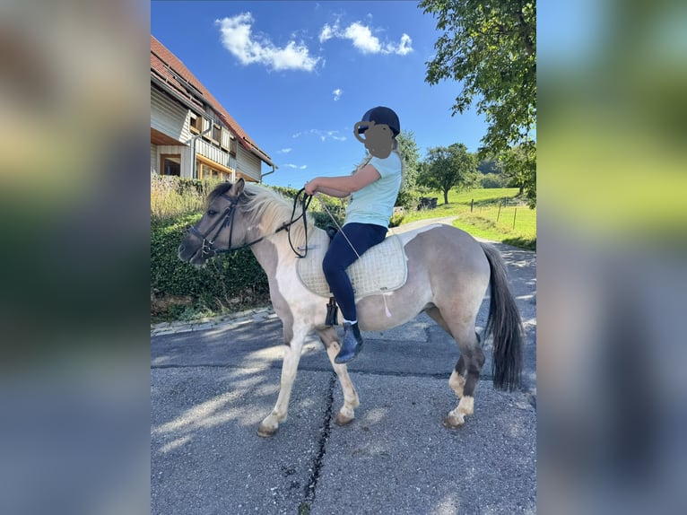 Andere Rassen Mix Merrie 6 Jaar 125 cm Gevlekt-paard in AalenAalen