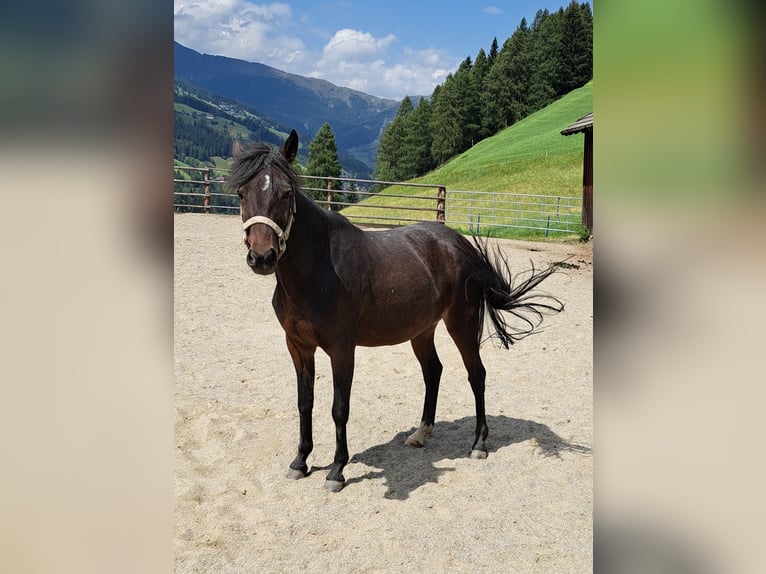 Andere Rassen Merrie 6 Jaar 128 cm Zwartbruin in Rennweg