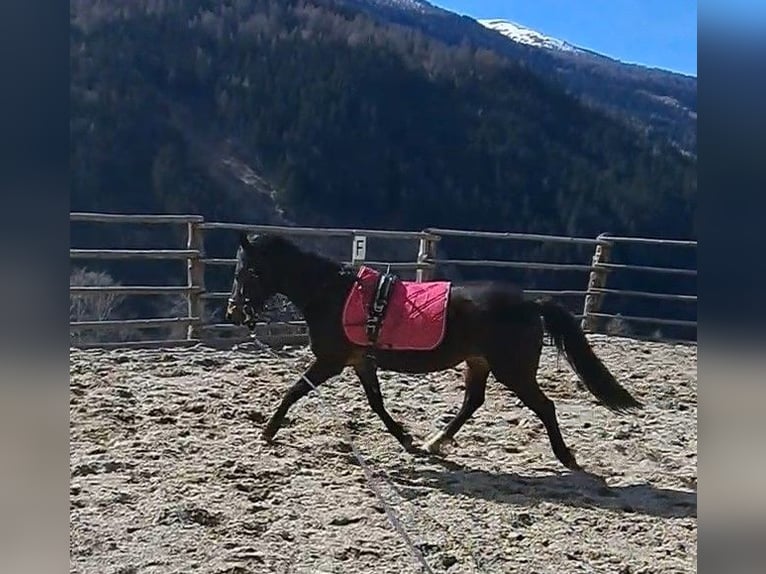 Andere Rassen Merrie 6 Jaar 128 cm Zwartbruin in Rennweg