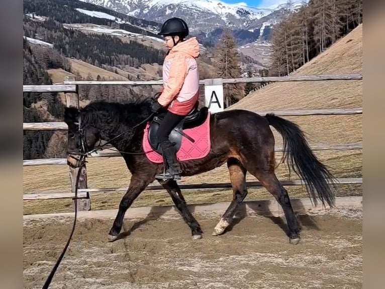 Andere Rassen Merrie 6 Jaar 128 cm Zwartbruin in Rennweg