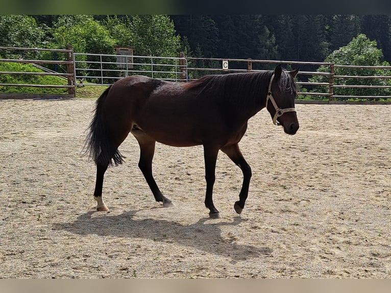 Andere Rassen Merrie 6 Jaar 128 cm Zwartbruin in Rennweg