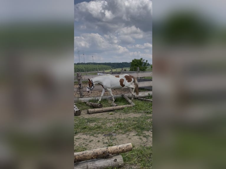 Andere Rassen Merrie 6 Jaar 135 cm Gevlekt-paard in Selbitz
