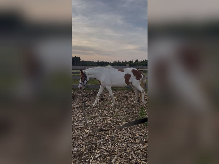 Andere Rassen Merrie 6 Jaar 135 cm Gevlekt-paard in Selbitz