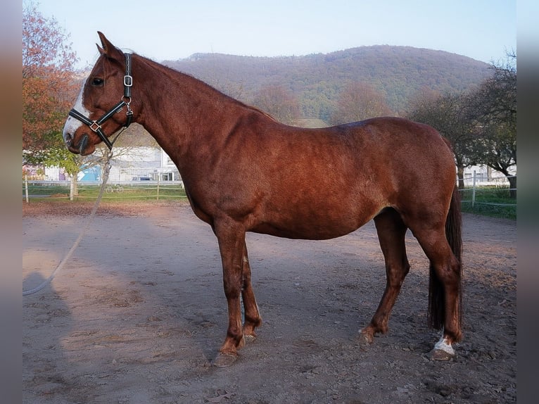 Andere Rassen Merrie 6 Jaar 140 cm Vos in Schriesheim