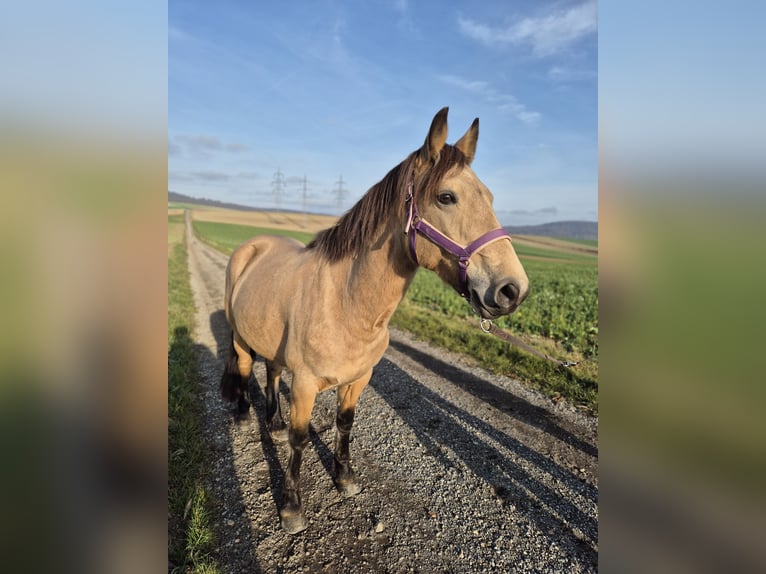 Andere Rassen Merrie 6 Jaar 141 cm Falbe in Korneuburg