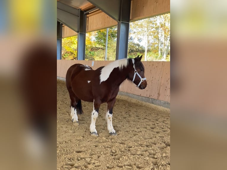 Andere Rassen Mix Merrie 6 Jaar 144 cm Gevlekt-paard in Westerheim