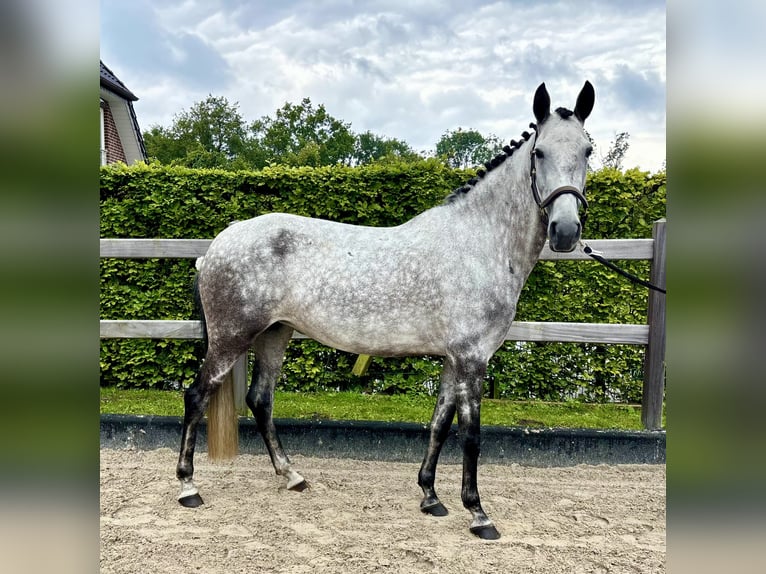 Andere Rassen Merrie 6 Jaar 147 cm Appelschimmel in Wiefelstede