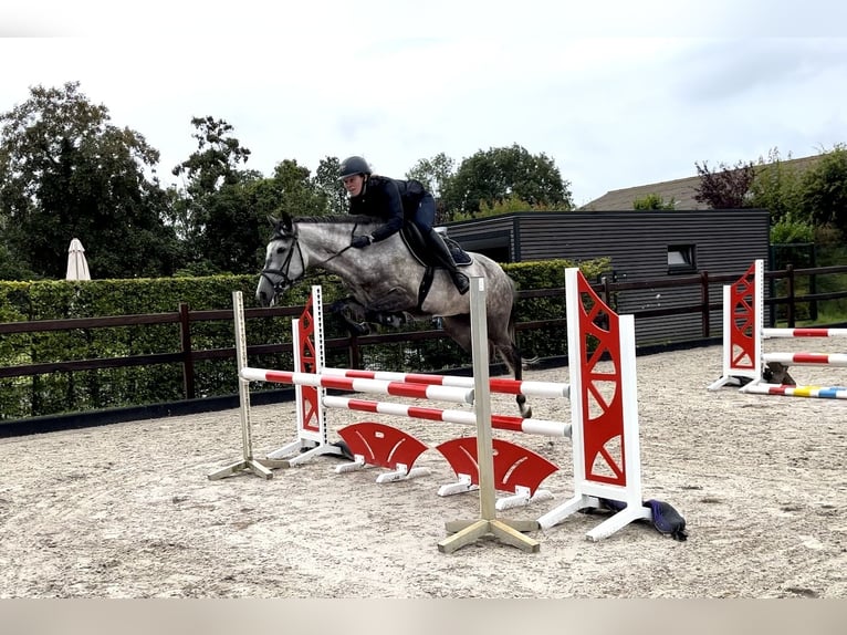 Andere Rassen Merrie 6 Jaar 147 cm Appelschimmel in Wiefelstede