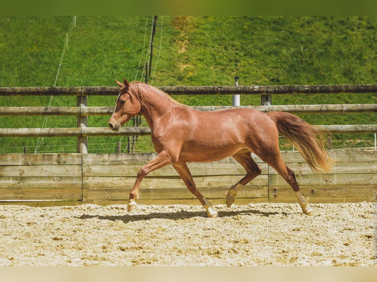 Andere Rassen Merrie 6 Jaar 147 cm Vos in Oytier-Saint-Oblas