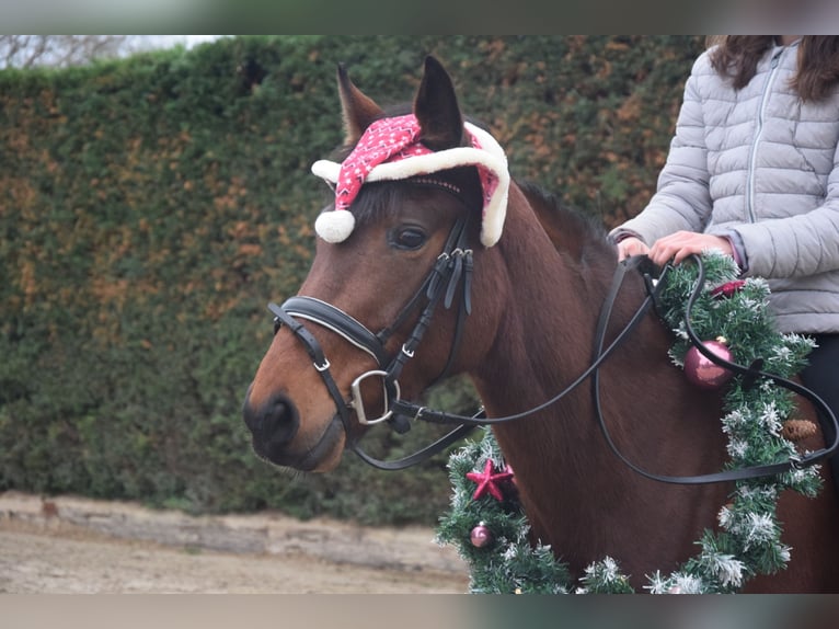 Andere Rassen Merrie 6 Jaar 150 cm Donkerbruin in Linnich