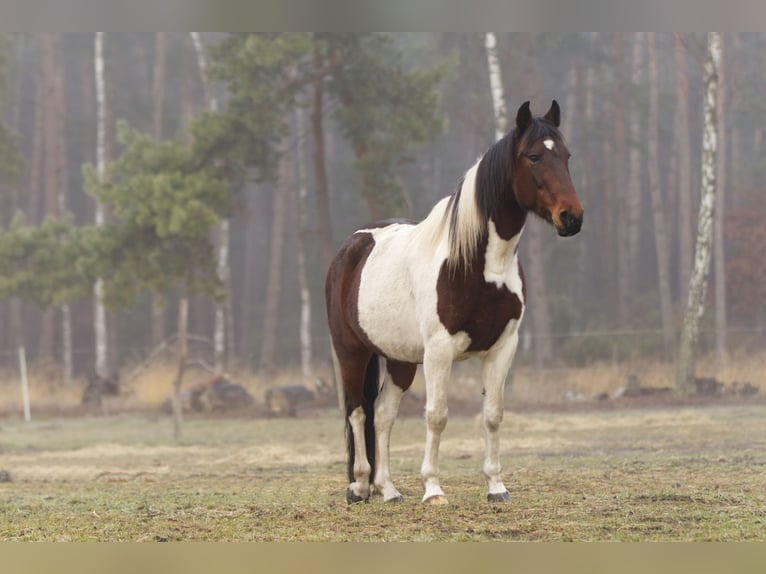 Andere Rassen Merrie 6 Jaar 150 cm Gevlekt-paard in Ribbesbüttel