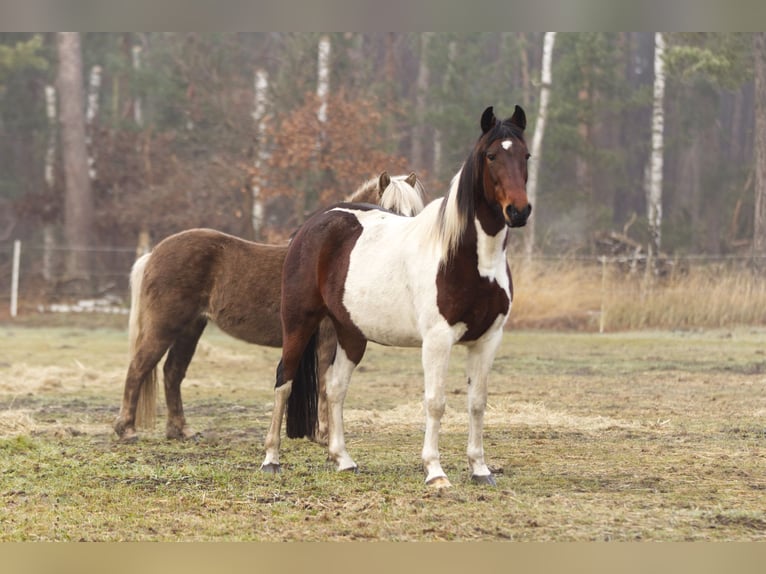 Andere Rassen Merrie 6 Jaar 150 cm Gevlekt-paard in Ribbesbüttel