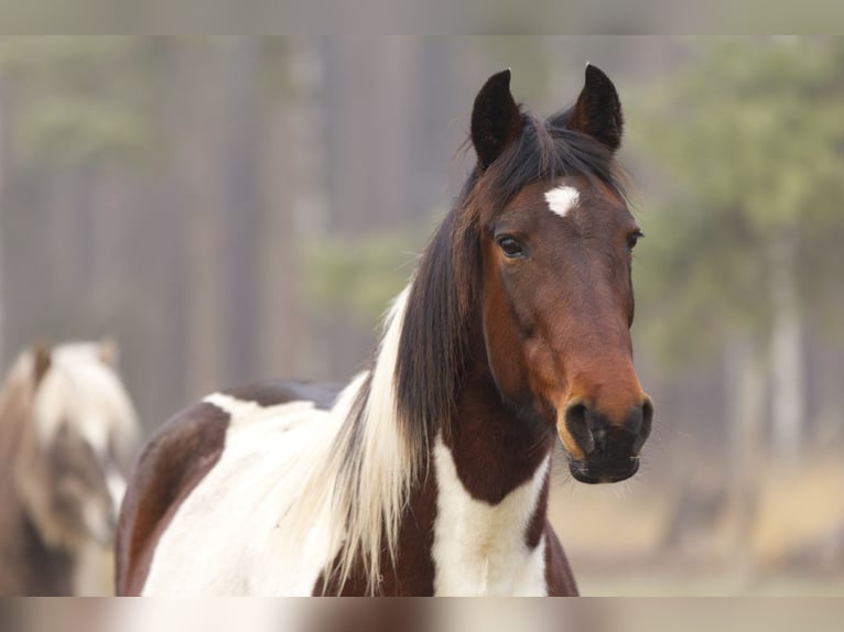 Andere Rassen Merrie 6 Jaar 150 cm Gevlekt-paard in Ribbesbüttel