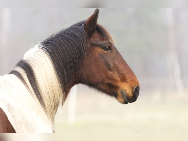 Andere Rassen Merrie 6 Jaar 150 cm Gevlekt-paard in Ribbesbüttel