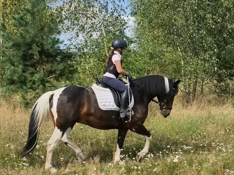 Andere Rassen Merrie 6 Jaar 150 cm Gevlekt-paard in Forst