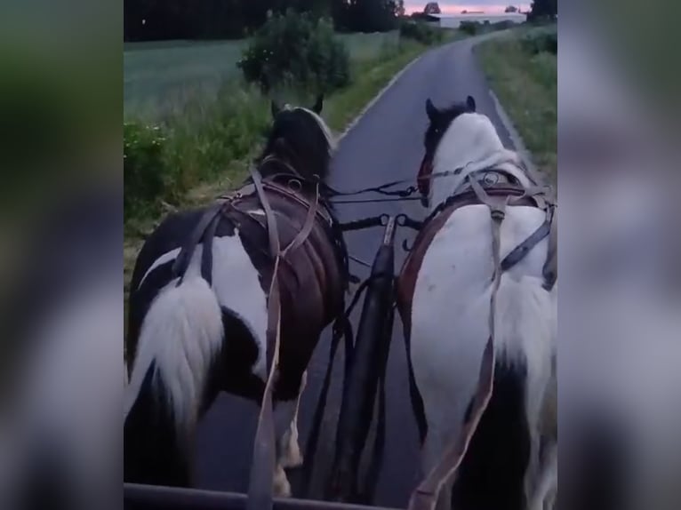 Andere Rassen Merrie 6 Jaar 150 cm Gevlekt-paard in Forst
