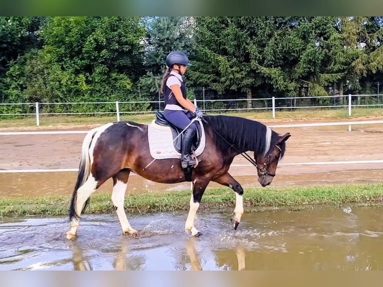 Andere Rassen Merrie 6 Jaar 150 cm Gevlekt-paard in Forst