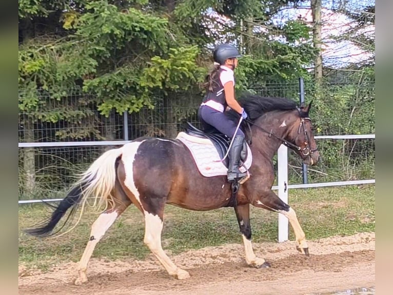 Andere Rassen Merrie 6 Jaar 150 cm Gevlekt-paard in Forst