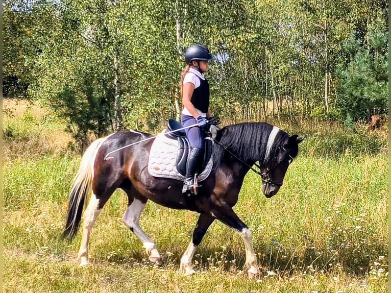 Andere Rassen Merrie 6 Jaar 150 cm Gevlekt-paard in Forst