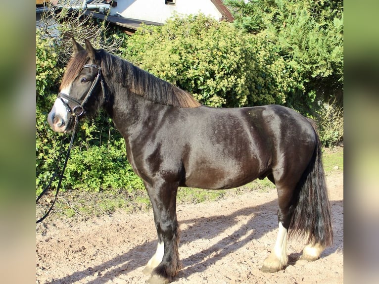 Andere Rassen Merrie 6 Jaar 150 cm Zwart in Sonnefeld