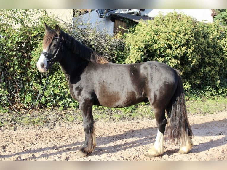 Andere Rassen Merrie 6 Jaar 150 cm Zwart in Sonnefeld