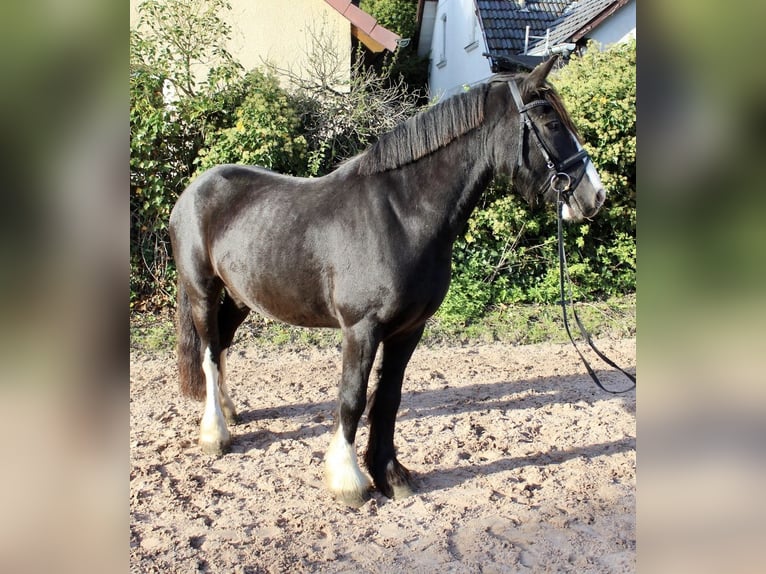 Andere Rassen Merrie 6 Jaar 150 cm Zwart in Sonnefeld