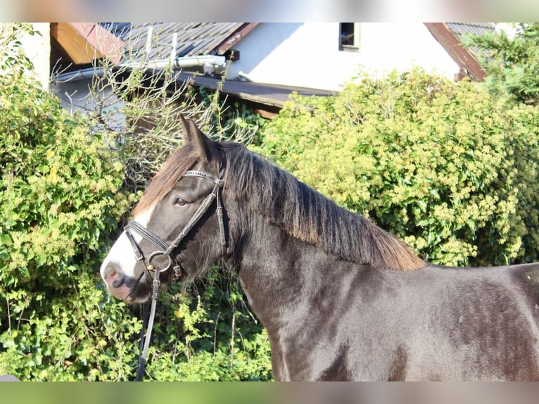 Andere Rassen Merrie 6 Jaar 150 cm Zwart in Sonnefeld