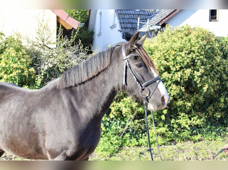 Andere Rassen Merrie 6 Jaar 150 cm Zwart in Sonnefeld