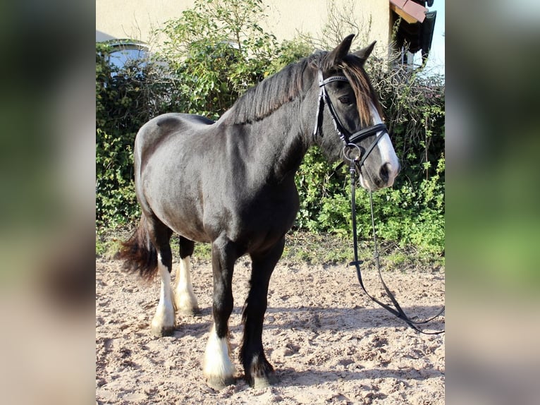 Andere Rassen Merrie 6 Jaar 150 cm Zwart in Sonnefeld