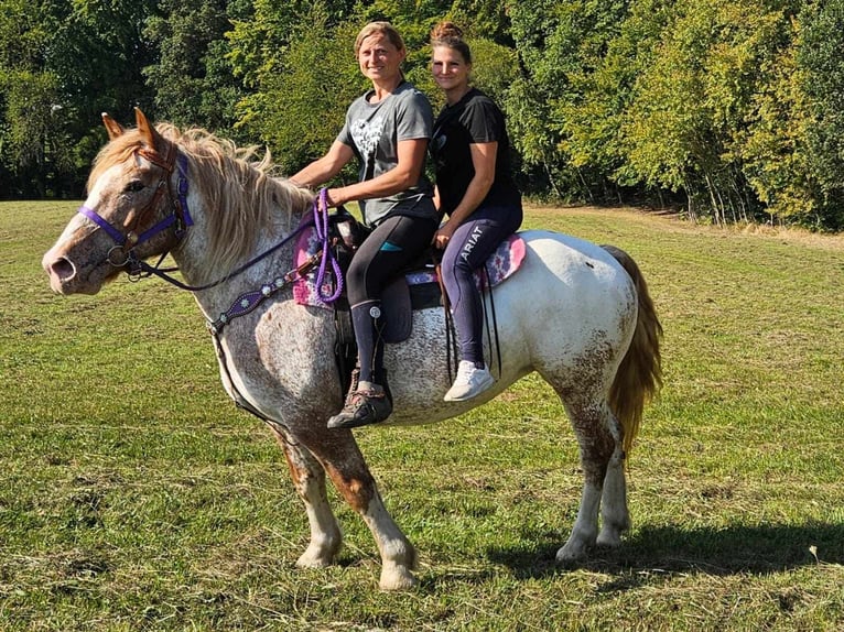 Andere Rassen Merrie 6 Jaar 152 cm Appaloosa in Linkenbach