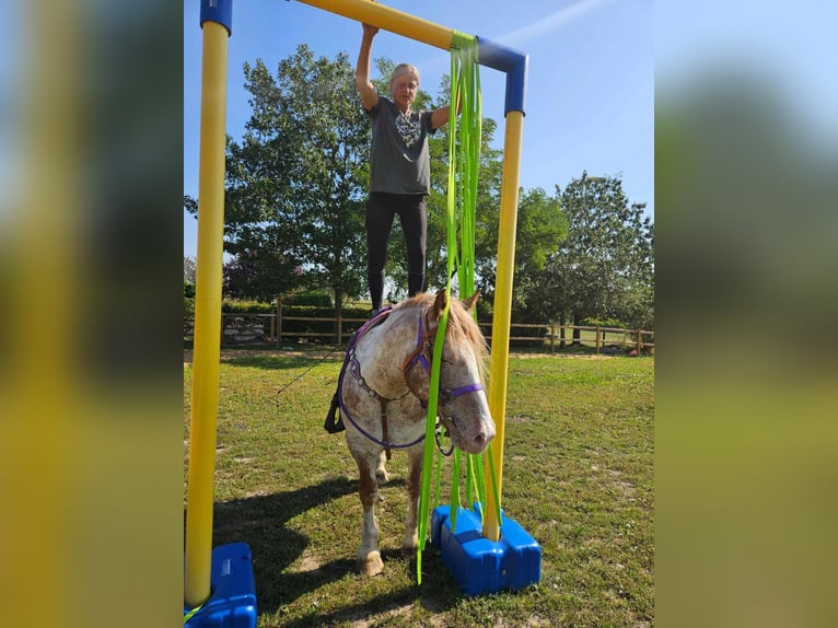 Andere Rassen Merrie 6 Jaar 152 cm Appaloosa in Linkenbach