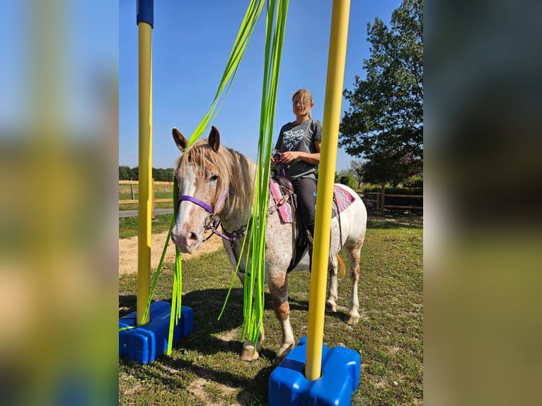 Andere Rassen Merrie 6 Jaar 152 cm Appaloosa in Linkenbach