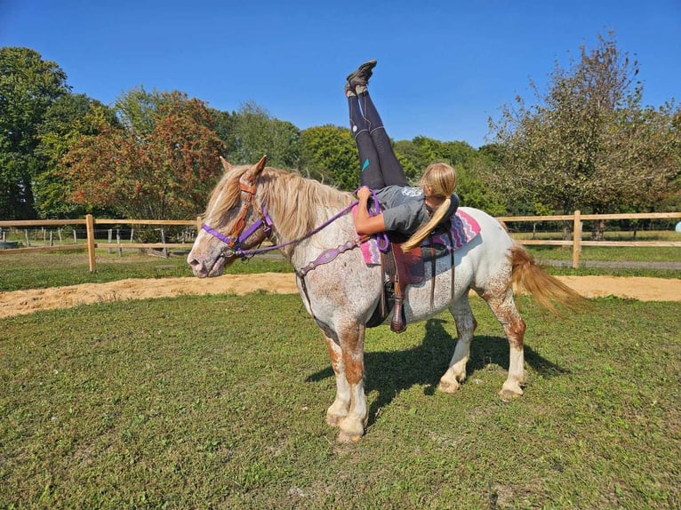 Andere Rassen Merrie 6 Jaar 152 cm Appaloosa in Linkenbach