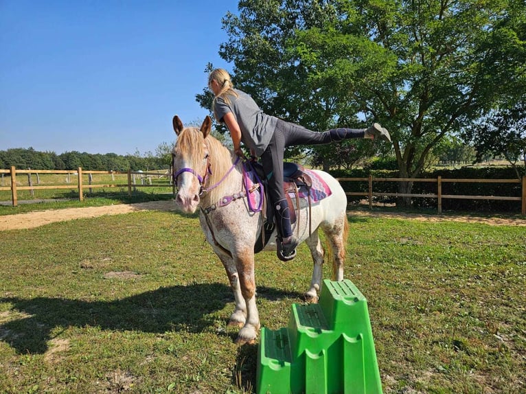 Andere Rassen Merrie 6 Jaar 152 cm Appaloosa in Linkenbach