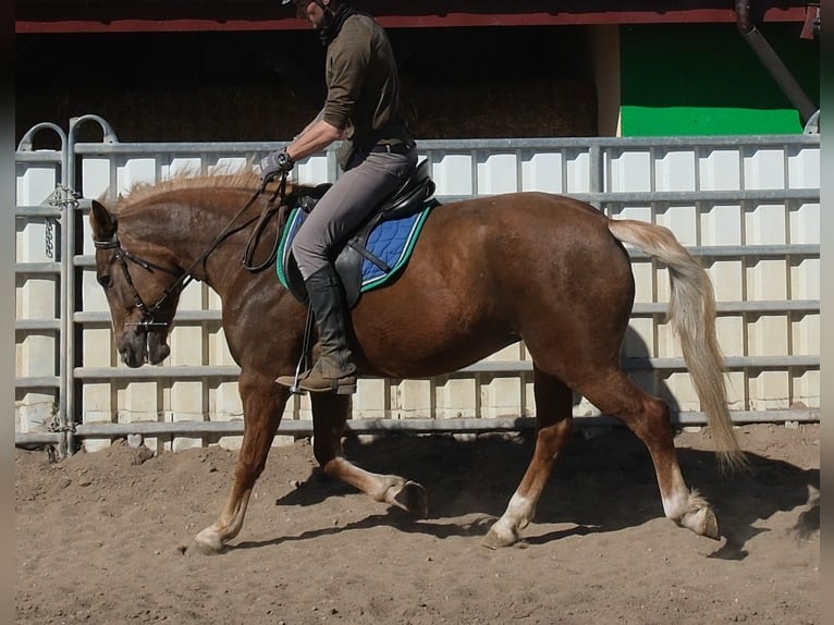 Andere Rassen Merrie 6 Jaar 153 cm Donkere-vos in Buttstädt