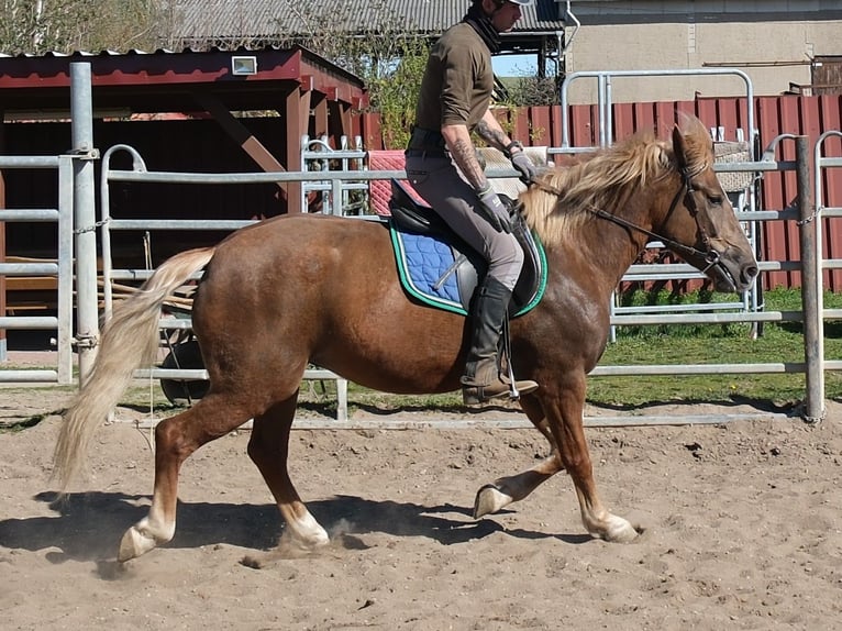 Andere Rassen Merrie 6 Jaar 153 cm Vos in Buttstädt