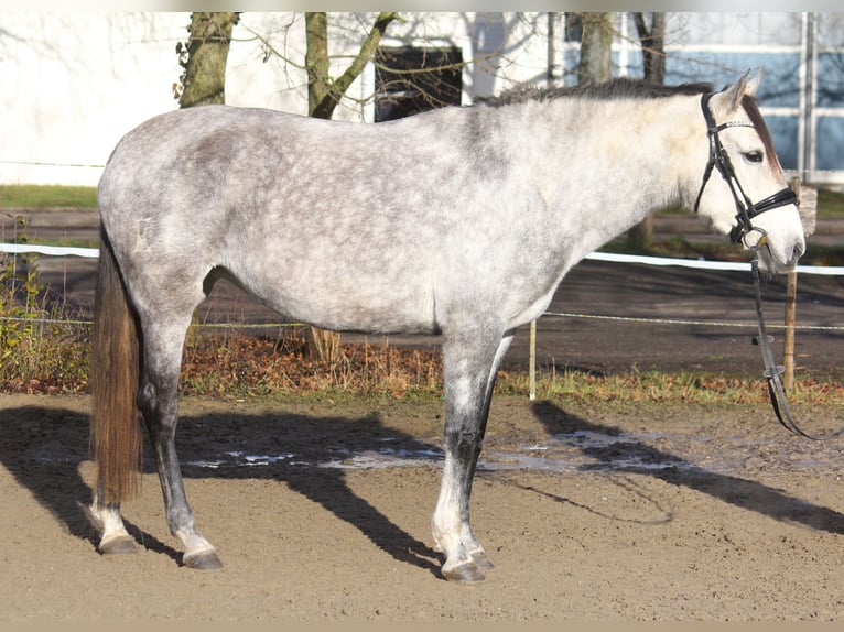 Andere Rassen Merrie 6 Jaar 154 cm Schimmel in Schwäbisch Gmünd