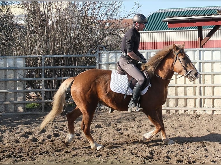 Andere Rassen Merrie 6 Jaar 154 cm Vos in Buttstädt