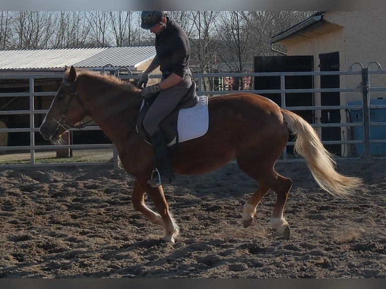 Andere Rassen Merrie 6 Jaar 154 cm Vos in Buttstädt
