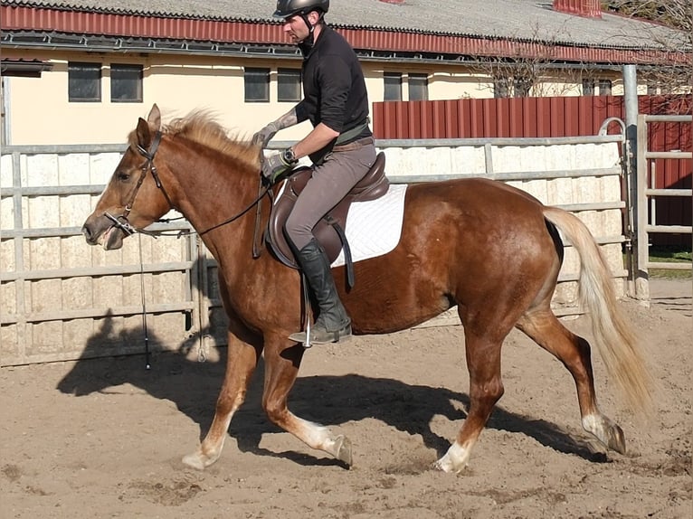 Andere Rassen Merrie 6 Jaar 154 cm Vos in Buttstädt
