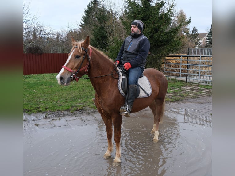 Andere Rassen Merrie 6 Jaar 154 cm Vos in Rudersdorf