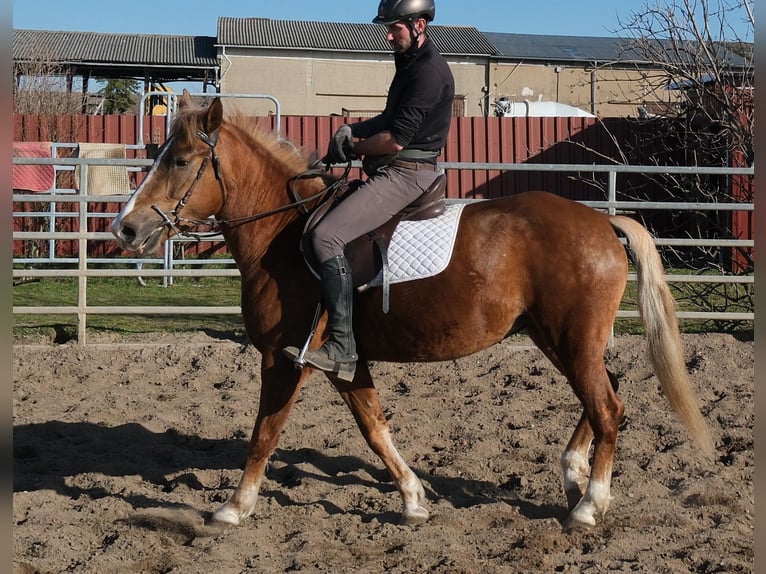 Andere Rassen Merrie 6 Jaar 154 cm Vos in Buttstädt