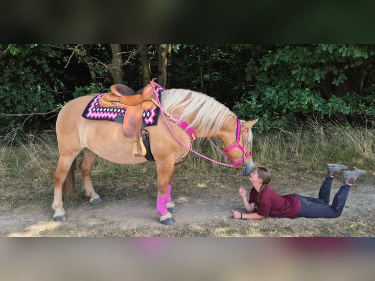 Andere Rassen Merrie 6 Jaar 155 cm Bruin in Linkenbach