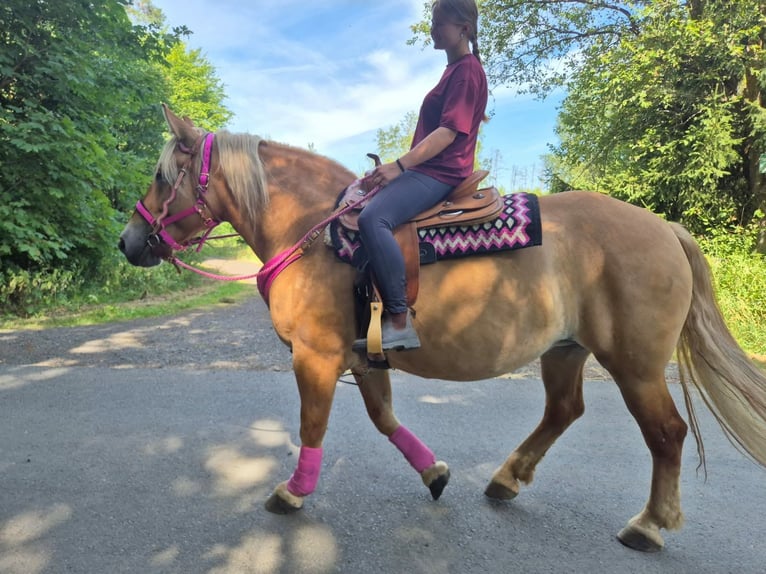 Andere Rassen Merrie 6 Jaar 155 cm Bruin in Linkenbach