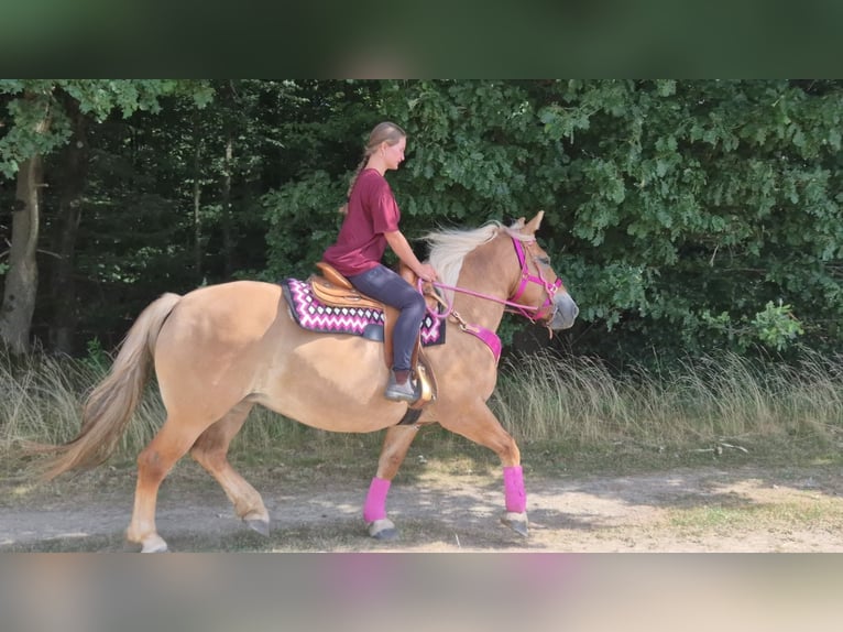 Andere Rassen Merrie 6 Jaar 155 cm Bruin in Linkenbach