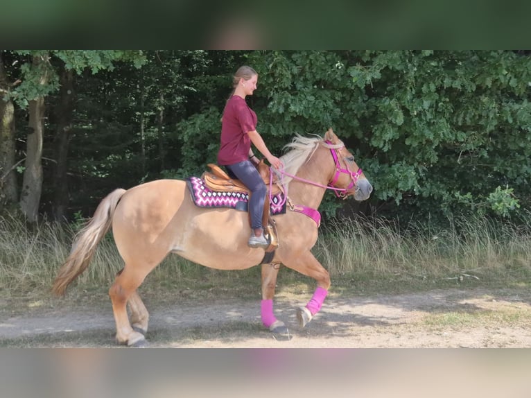 Andere Rassen Merrie 6 Jaar 155 cm Bruin in Linkenbach