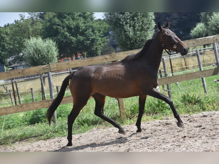 Andere Rassen Merrie 6 Jaar 155 cm Donkerbruin in Achtmaal