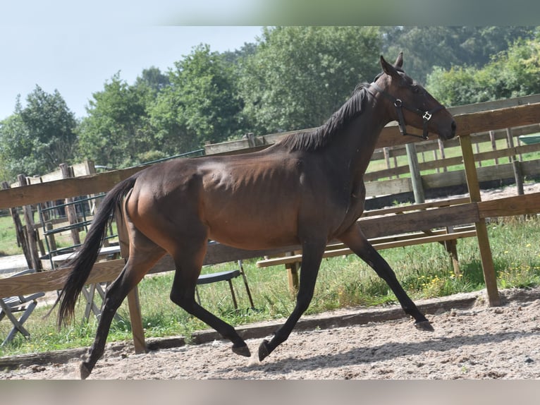 Andere Rassen Merrie 6 Jaar 155 cm Donkerbruin in Achtmaal