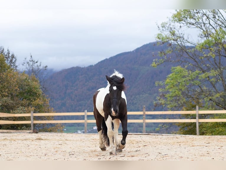 Andere Rassen Mix Merrie 6 Jaar 155 cm Gevlekt-paard in Izola/Isola